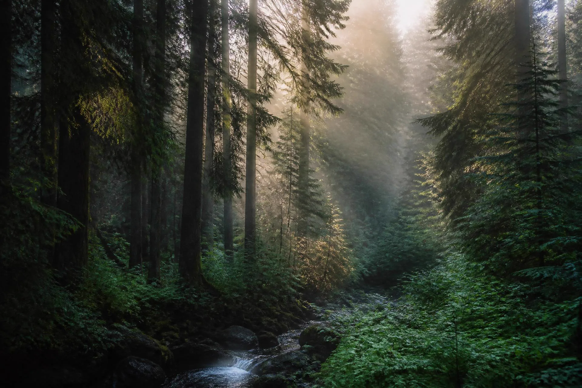 Sunlight streaming through a misty evergreen forest with a small stream